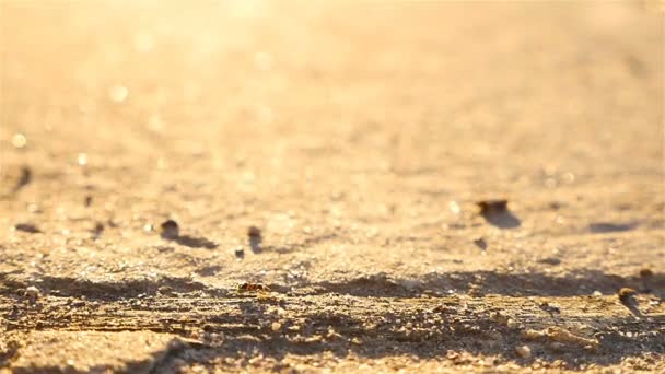 La hormiga huye de la tierra al atardecer. Movimiento lento, macro — Vídeo de stock