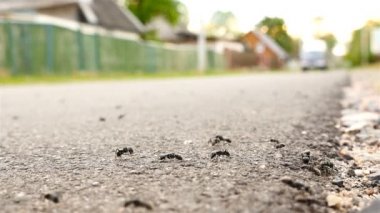 Çok sayıda karıncalar yolda. Araba geçiyor. Ağır çekim. Makro