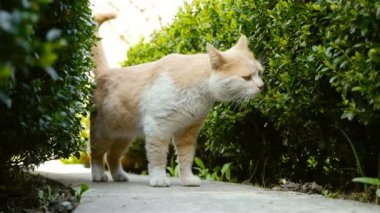 Güzel bir kedi içinde belgili tanımlık bahçe yürür. Ağır çekim
