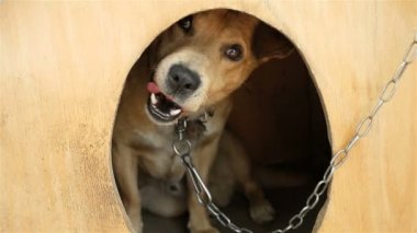 Komik köpek. Ağır çekim. Bir köpek bir köpek kulübeden tırmanıyor