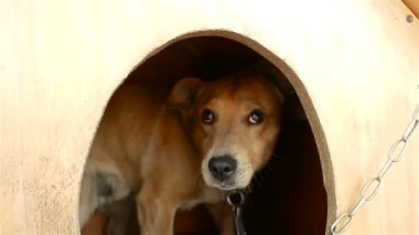 Korkmuş bir köpek bir köpek kulübesi gizler. Ağır çekim