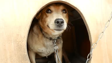 Tür köpek suratı. Yakın çekim. Ağır çekim.