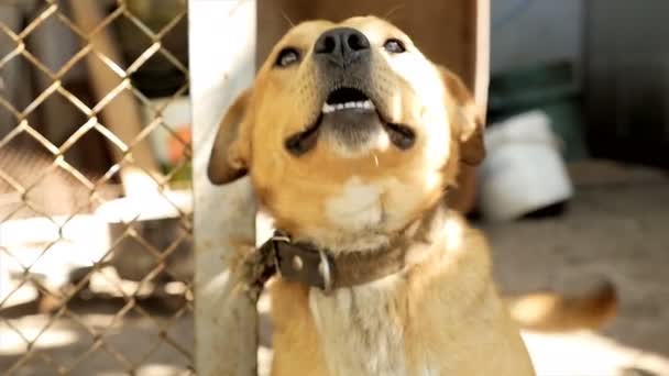 En hund i ett djurhem. glada ansikte — Stockvideo