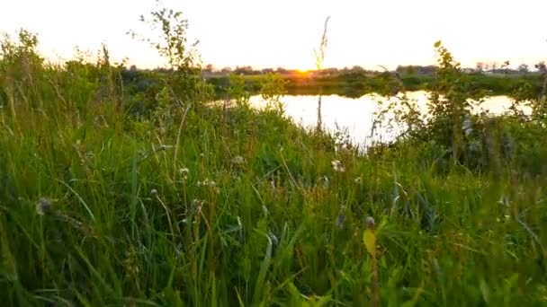 Hermoso atardecer. Lago en el fondo de la puesta del sol. La cámara se mueve sobre la hierba. Moción lenta — Vídeo de stock