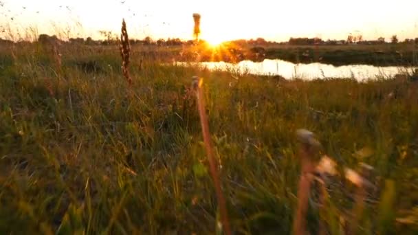 Pôr do sol junto ao lago. A câmera se move através da grama para o lago — Vídeo de Stock