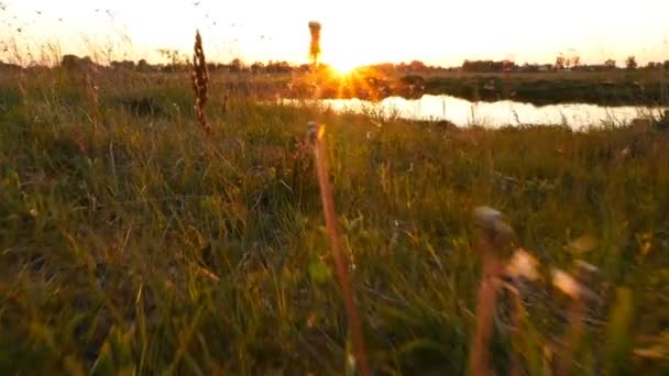 Zonsondergang aan het meer. De camera beweegt zich over het gras naar het meer — Stockvideo