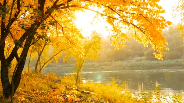 Krásnou podzimní krajinou. Žluté listy. Řeka na pozadí