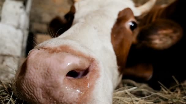 The head of a cow, close-up. A close-up of the nose — Stock Video