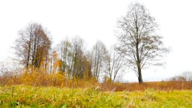 Güzel manzara. Ağır çekim. Sonbahar