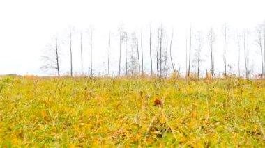 Güzel alan ağaçları ile. Kamerayı sağa taşır. Ağır çekim