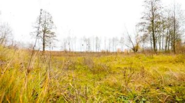 Güzel, sarı bir alan Güz. Ağır çekim. Kamera ilerleyecektir