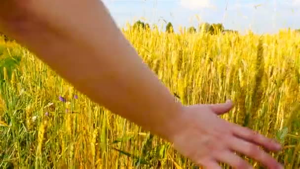 Жовта пшениця. Рука. Прекрасне поле. Повільний рух — стокове відео