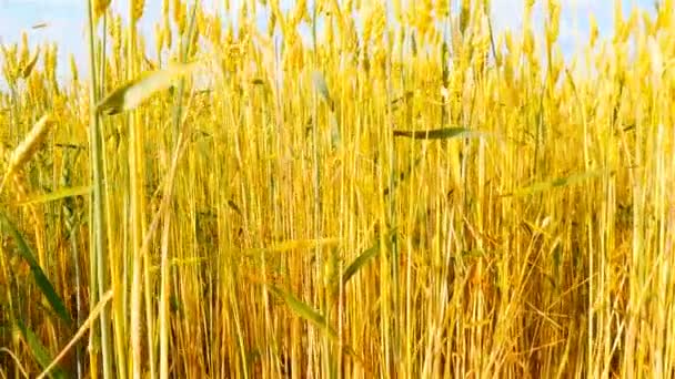 Altın Rengi Sarı Buğday Kamera Kadar Gider — Stok video