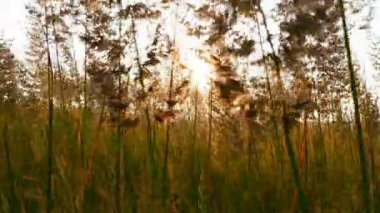 Yüksek otların arasında gün batımına karşı alan. Kamera çim hamle. Ağır çekim