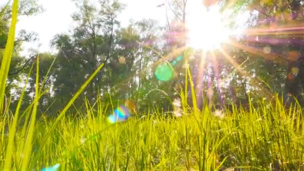 포 플 러 보풀이 난다 태양 광선의 배경. 그림 같은 풍경입니다. 슬로우 모션 촬영입니다. 카메라는 잔디를 통해 이동 — 비디오