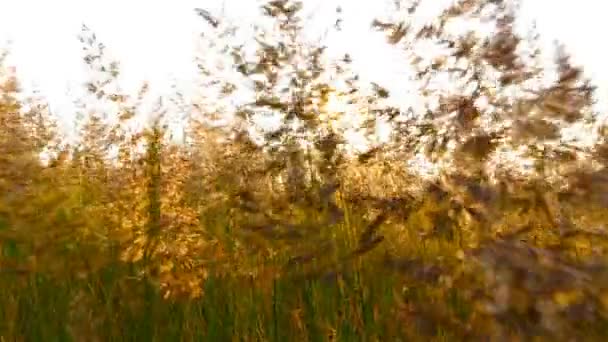 Schönes Gras auf dem Feld. Sonnenstrahlen auf dem Hintergrund. die Kamera bewegt sich durch das Gras — Stockvideo