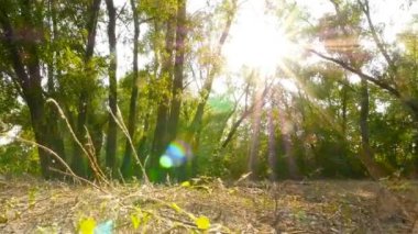 Güneş ışınları ile güzel sahne. Kamera ileri hareket ediyor. Ağır çekim