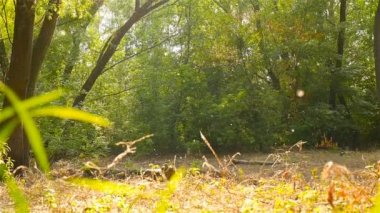 Kavak kabartmak. Güzel orman. Güneş ışınları. Ağır çekim Hd