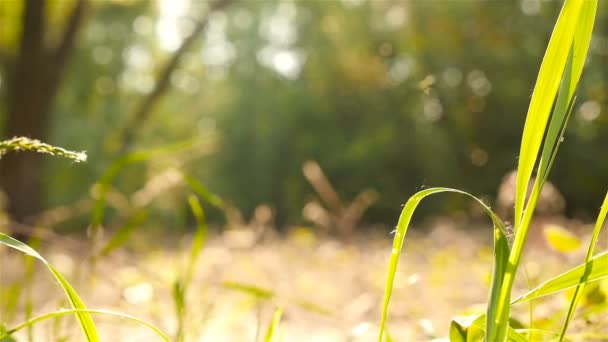 Nahaufnahme des grünen Rasens. schöne Sonne auf dem Hintergrund. Zeitlupe — Stockvideo