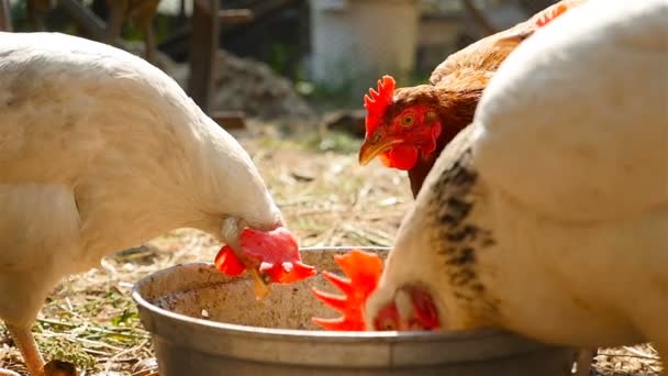 Kycklingarna äter mat. Slow motion — Stockvideo
