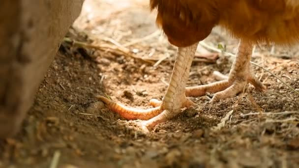 Närbild av kyckling tassar. Slow motion — Stockvideo