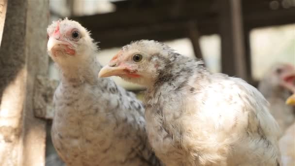 Twee kippen staan buiten en één grote kip — Stockvideo