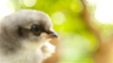 Küçük bir piliç Close-up