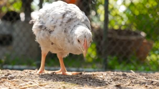 Chick samotny spacery wokół stoczni i zjada ziarna. Zwolnionym tempie — Wideo stockowe