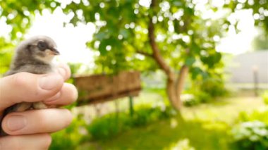 Bir elinde bir yumurta diğer elinde piliç var. Tavuk veya yumurta