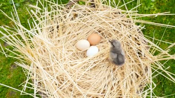 Lilla ungen i en korg med ägg. Kameran sänks ner. Närbild — Stockvideo