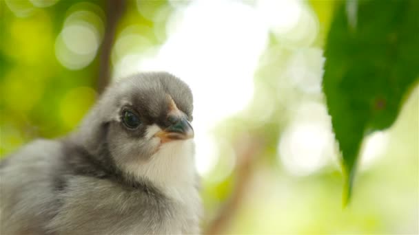 Een prachtige kleine meid. Close-up — Stockvideo