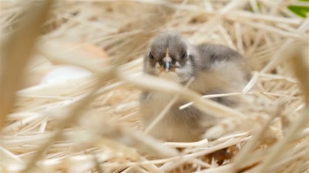 Lovely little chick. Gray-white color. Close-up — Stock Video