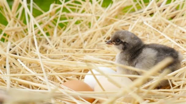 회색 병아리를 계란과 둥지에 앉아 있다. 클로즈업 — 비디오