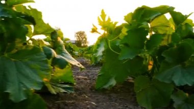 Bahçede büyüyen balkabağı. Büyük tarlaları. Güneş ışınları ile kabak Parlatıcı. Kamera bahçe boyunca sağa taşır