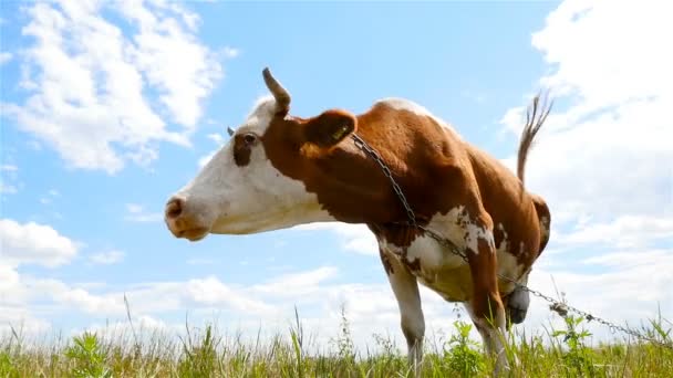 Una mucca brucia in un prato. Bellissimo cielo blu. Rallentatore — Video Stock