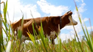 Güzel bir sahne, mavi gökyüzü arka planda bir safkan inek. Ağır çekim