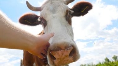 İnekler yüz el vuruşları mans. Yakın çekim. Ağır çekim