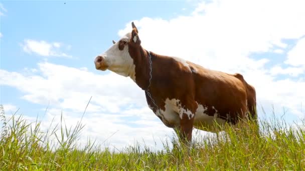 Een koe op een blauwe hemelachtergrond. Groene weide. Slow motion — Stockvideo