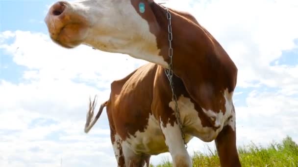 Primer plano de una vaca contra un cielo azul. Movimiento lento — Vídeo de stock