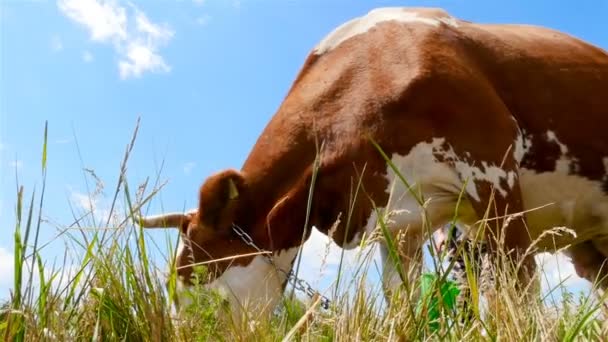 Uma mulher está a ordenhar uma vaca. Movimento lento — Vídeo de Stock