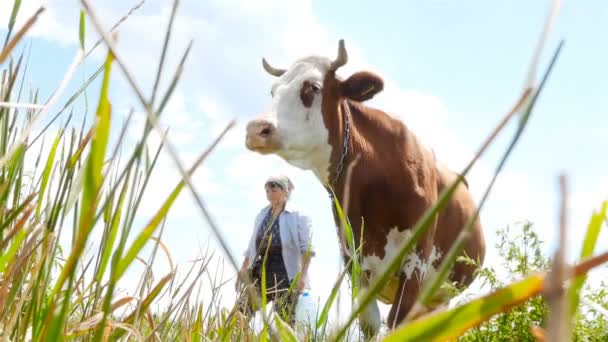 Una hermosa vaca mira a la distancia. Movimiento lento — Vídeos de Stock