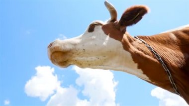 Mavi gökyüzü bir arka plan üzerine bir kova yeme inek