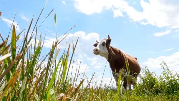 Una vaca marrón en un campo. Cielo azul — Vídeo de stock