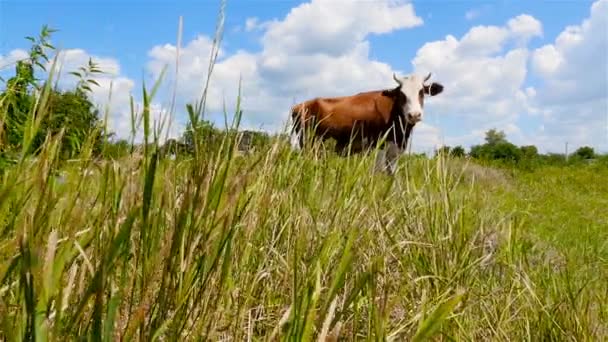 Vaca marrón en el fondo del cielo azul — Vídeo de stock