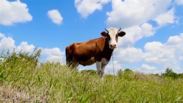 De camera beweegt op de koe. Mooie blauwe hemel en groen gras — Stockvideo