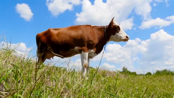Корова на пастбище против голубого неба. Зеленый луг — стоковое видео