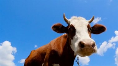 Komik inek kameraya benziyor. Yakın çekim. Ağır çekim