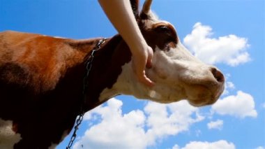 A mans el bir inek okşayarak. Yakın çekim. HD
