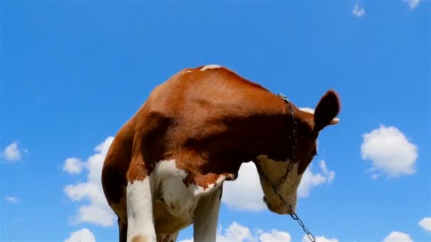 Primer Plano Una Vaca Sobre Fondo Cielo Azul Cámara Lenta — Vídeo de stock