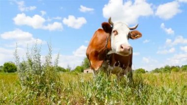 Süt ineği bir çayır çim yeme. Ağır çekim